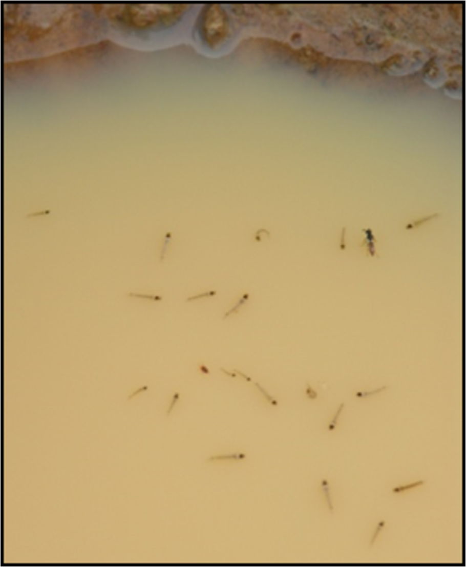 Mosquito larvae