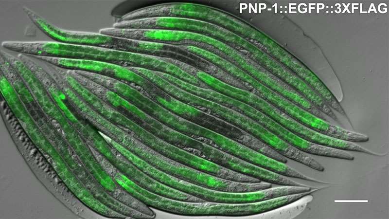 Tecle Lab Research Areas