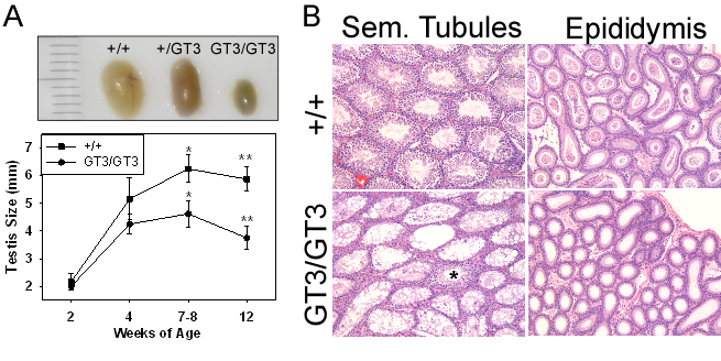 vrk1spermatogenesisdefect