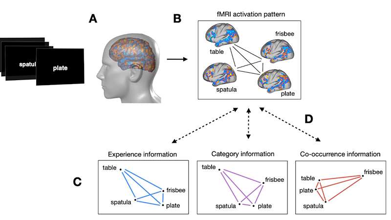 Fernandino Lab Research
