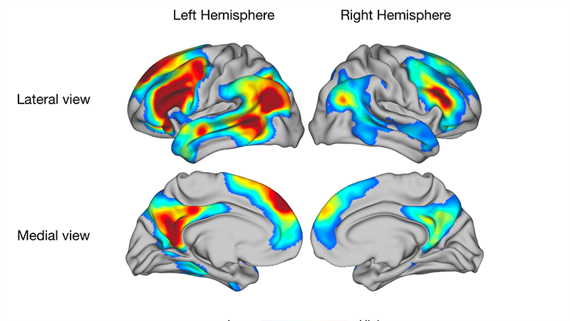 Neural Map of Word Meaning