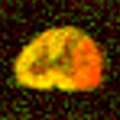 Neuron imaged with MRI