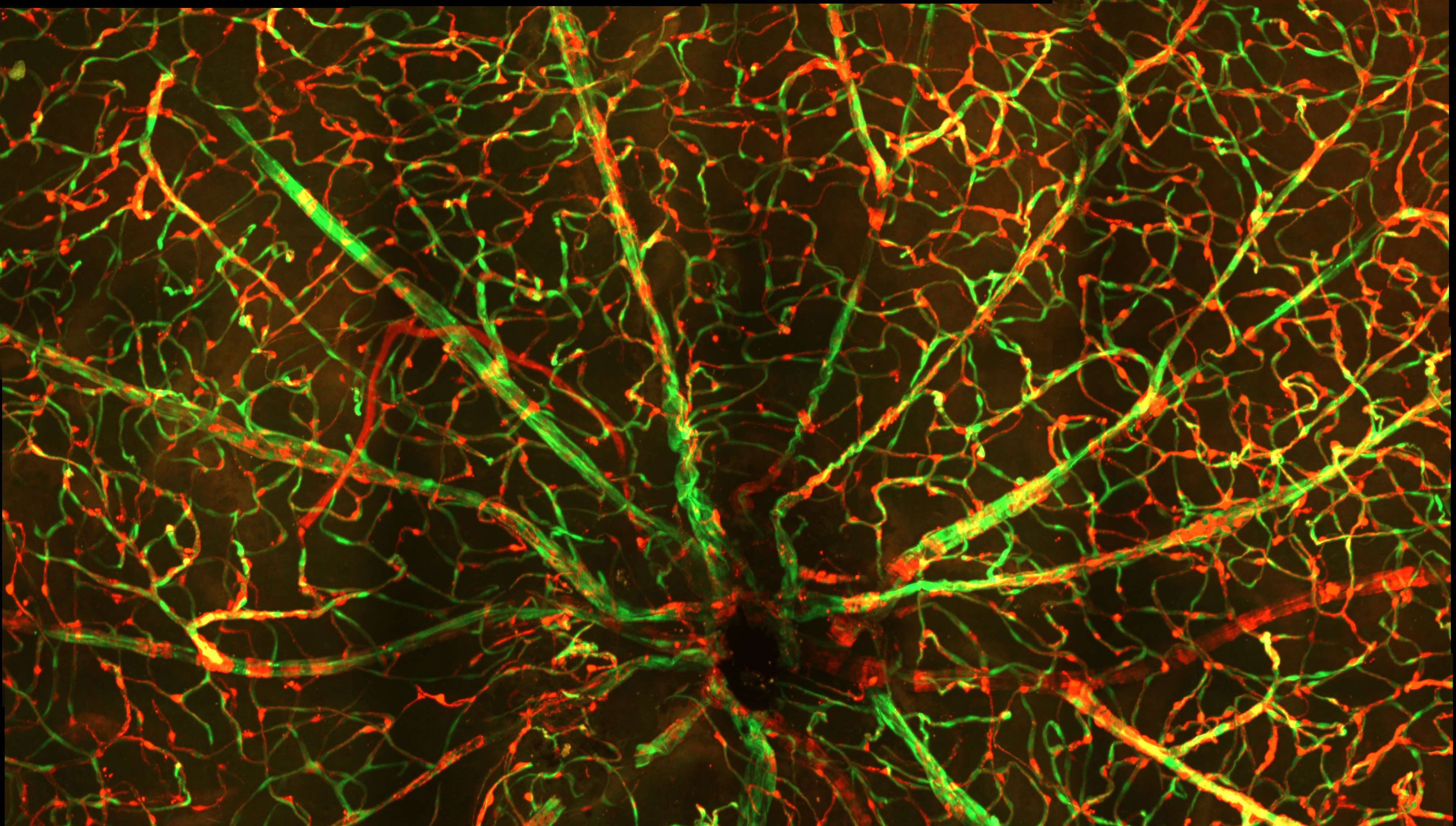 ResearchImage1_DiabeticRet_Stacked Image Text Split Component