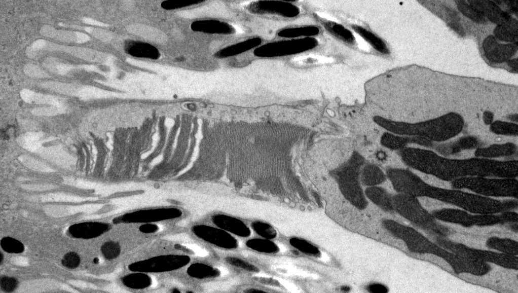 ResearchImage4_Novel Models_Stacked Image Text Split Component