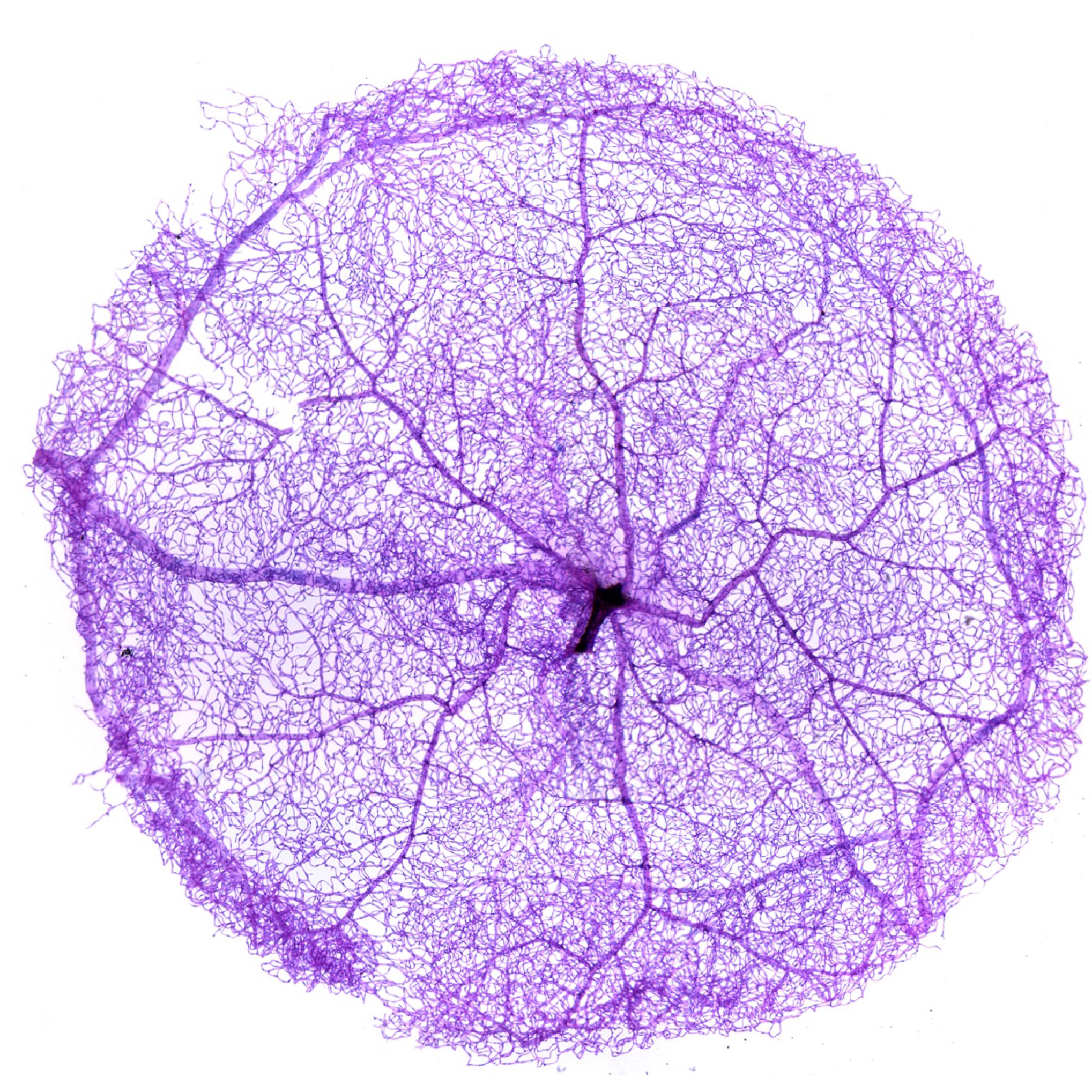 OIAL Homepage Four Image Component_Research