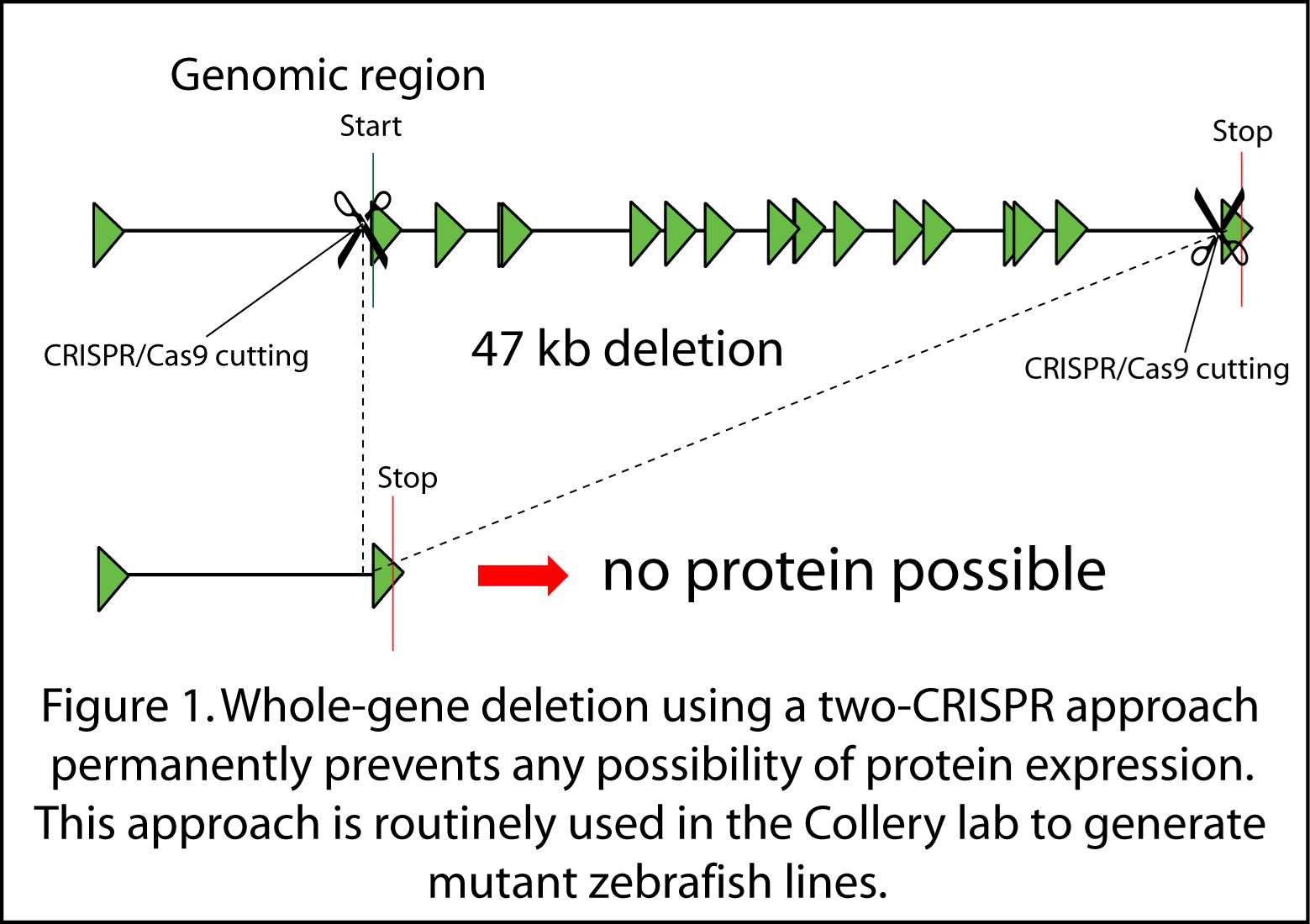 RCollery_Research Interests Figure 1