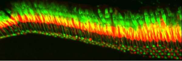 zebrafish UV and blue-sensitive cones_rich text