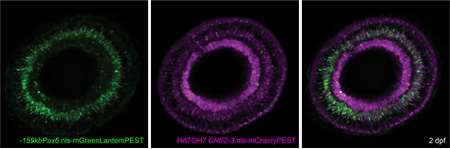 Miesfeld Lab_Retinal Ganglion cell Pax6enh