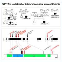 2021_Dominant variants in PRR12