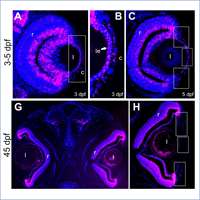 2021_Genetic disruption of zebrafish MAB21L1