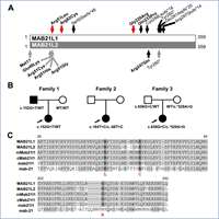 2021_Indentification of missense MAB21L1