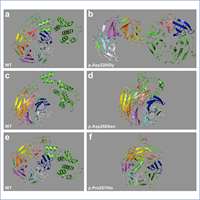 2021_WDR37 Syndrome
