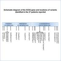 2022_Review of 37 patients with SOX2
