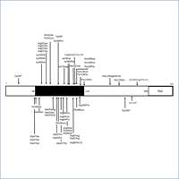 2022_SOX11 variants cause neurodevelopemental disorder