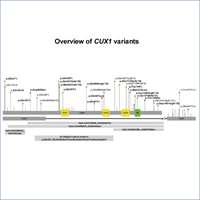 2023_CUX1-related neurodevelopmental disorder