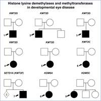 2023_Distinct Roles of Histone Lysine