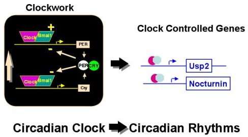 circadian_clock