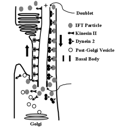 photoreceptors_intraflagellar_crp