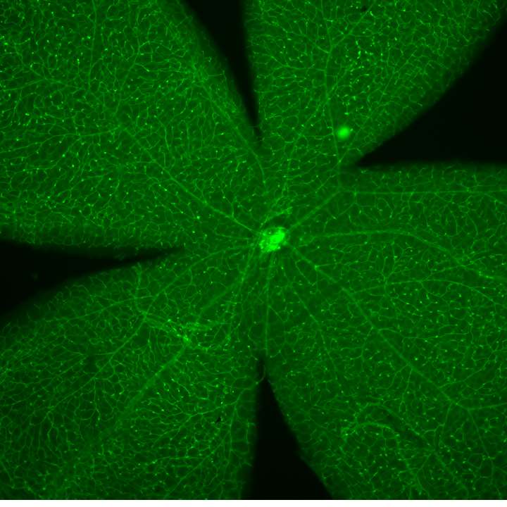 Cell Culture, Histology, Imaging & Pathology