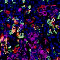 Multicolor Immunofluorescence Histo-cytometry