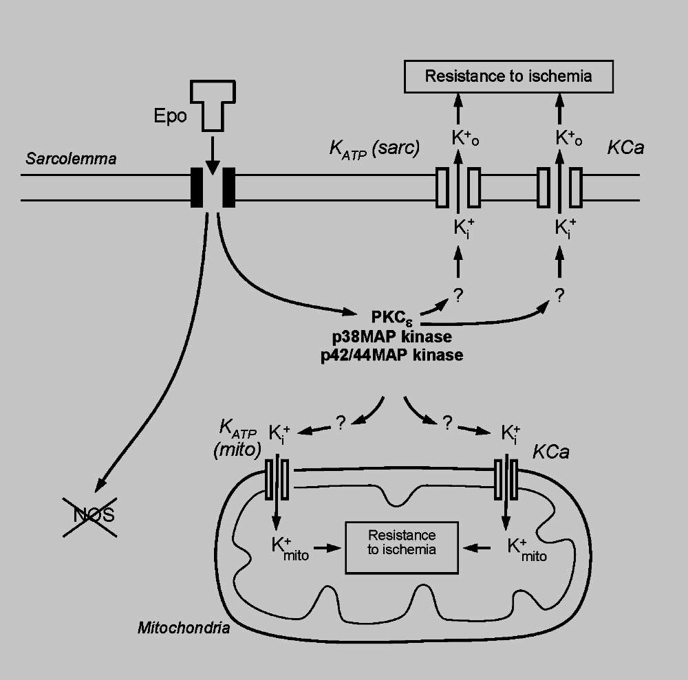 John E. Baker, PhD, research interest