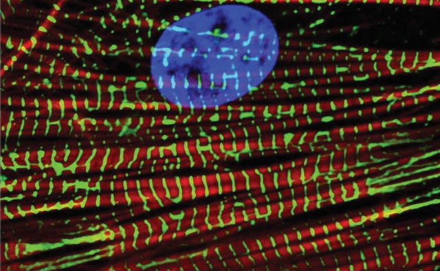 Human Icm Reprogramming Chun Liu Laboratory | Medical College of Wisconsin