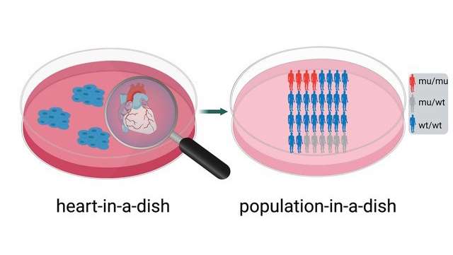heart in a dish_Liu Lab Image