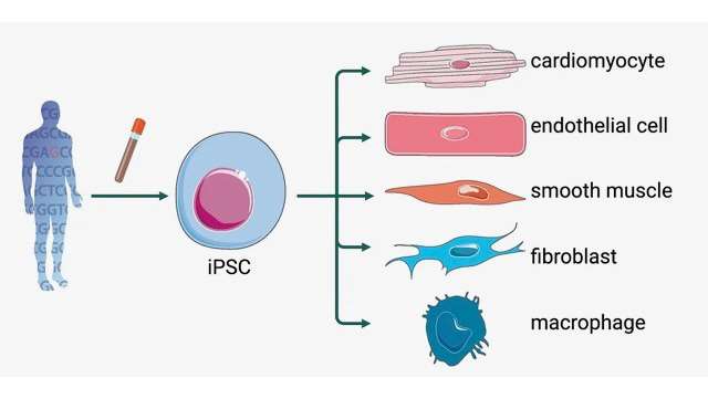 iPSC_Liu Lab Image