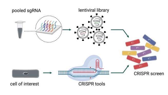 pooled sgRNA_Liu Lab Image