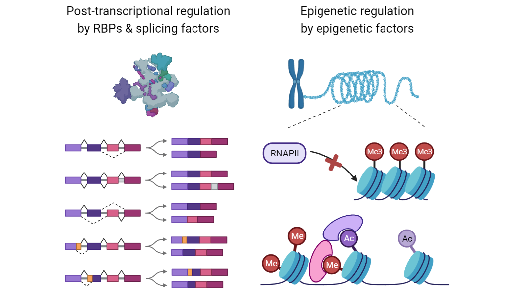 Biological Processes of Interest_Image Text Split