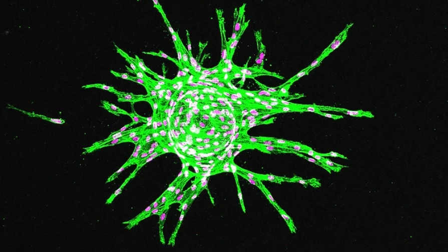 Liu Lab Research Models Image Text Split