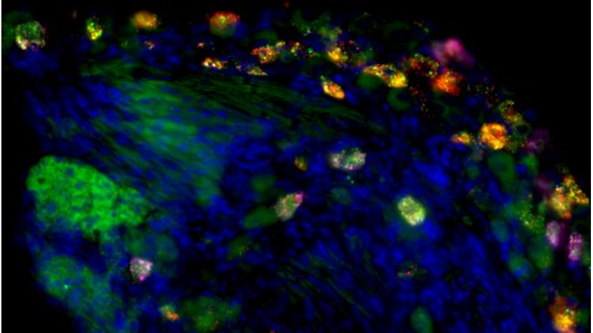 mouradian lab_intro component