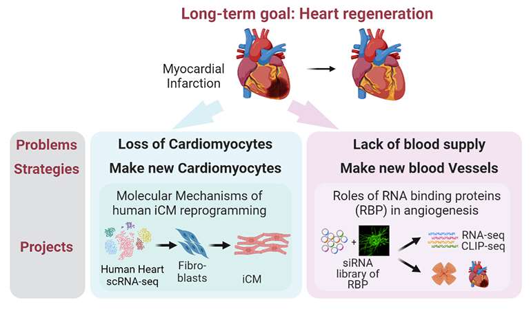 Ziqing Liu Lab heart regeneration research