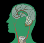 neurophysiology