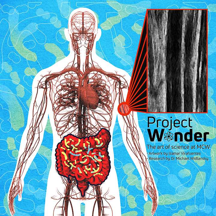 Effect of Probiotic Supplementation on Endothelial Function