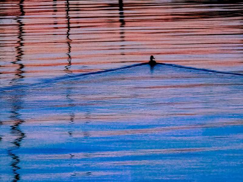 Duck in water at dusk