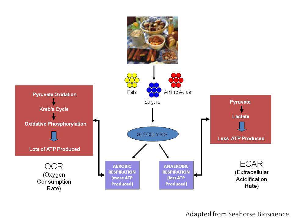 Chart explaining OCR and ECAR
