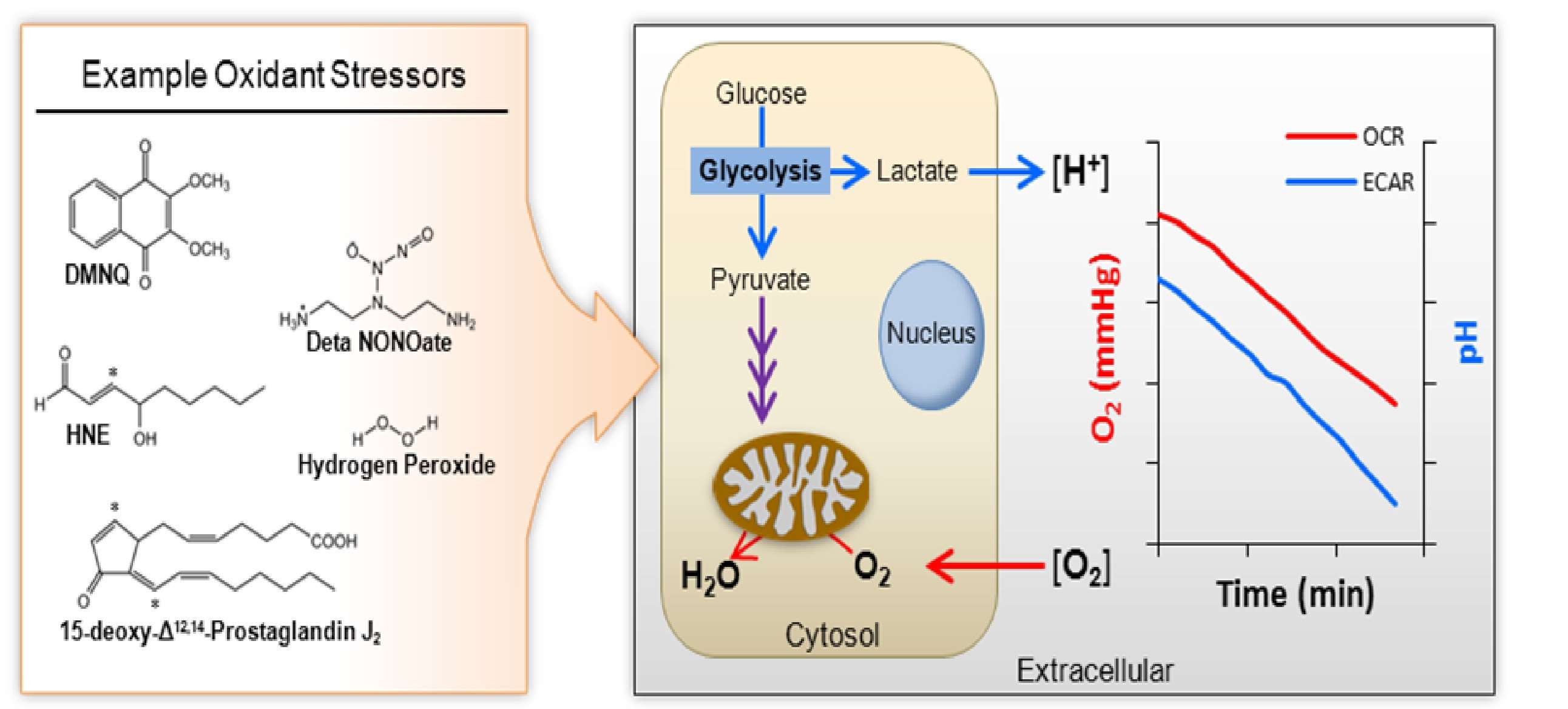 Graphic depicting oxygen consumption