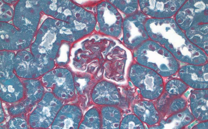 Molecular and Cellular Cores