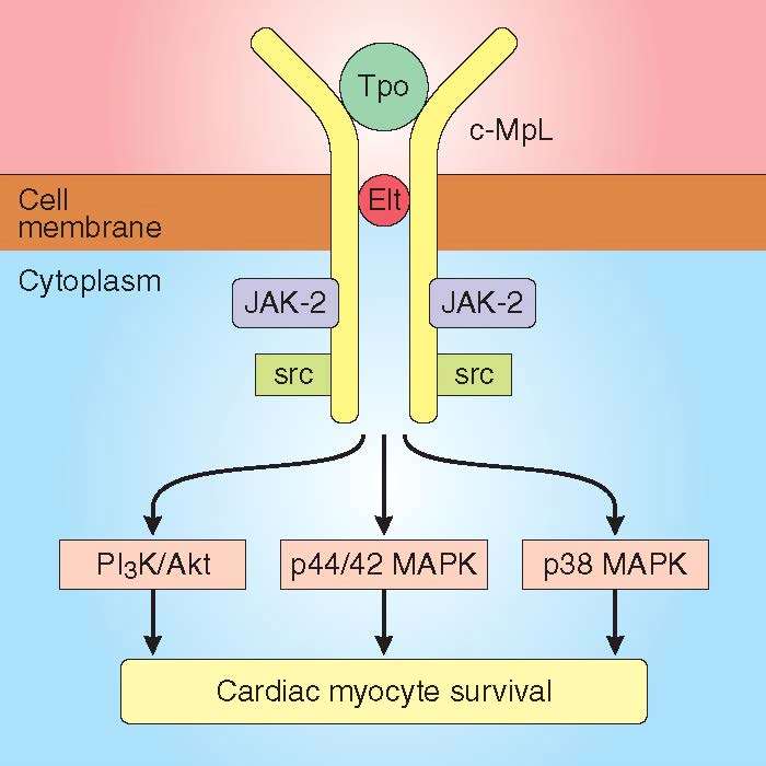 Cardiac Myocyte Survival