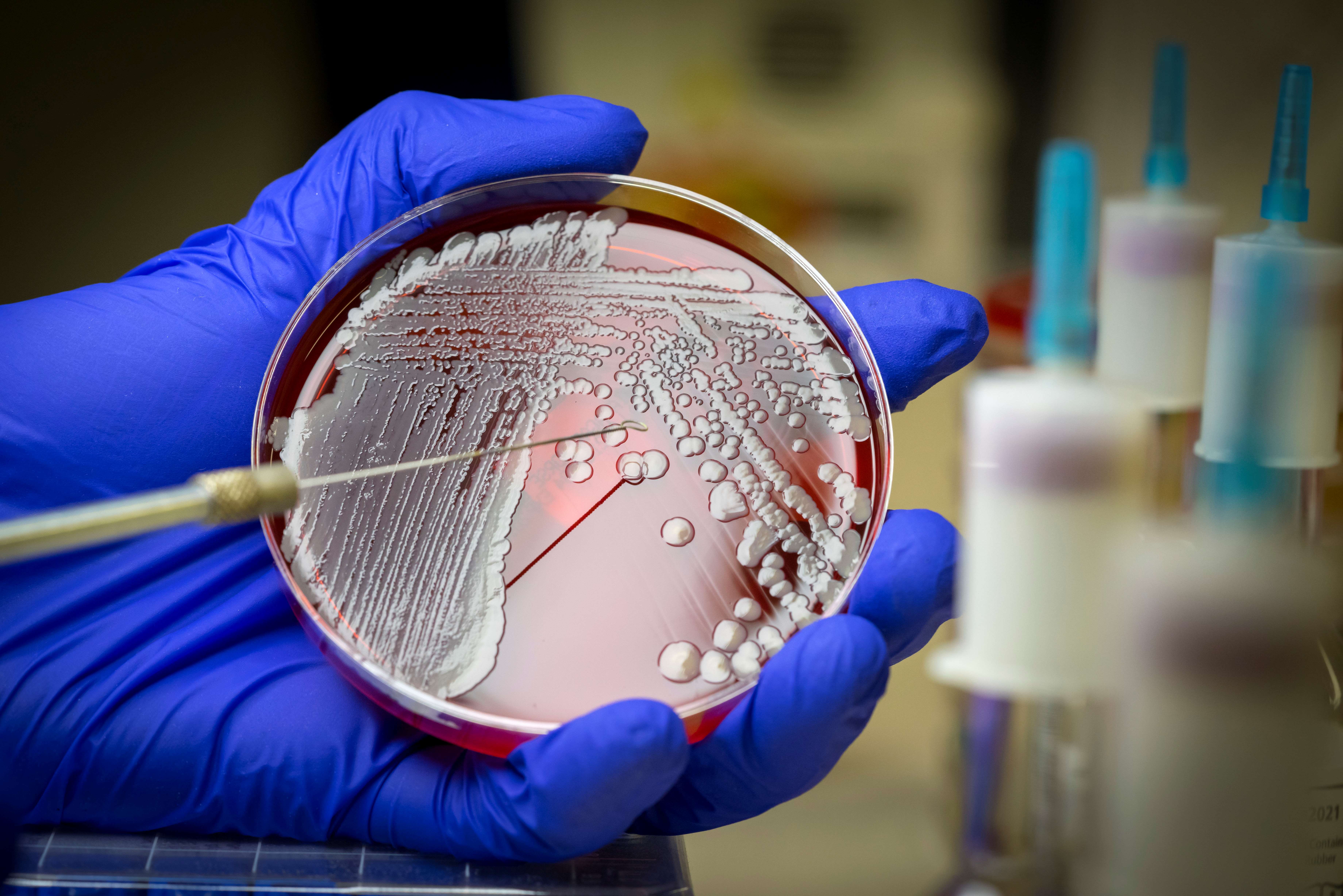 Bacteria Petri Dish