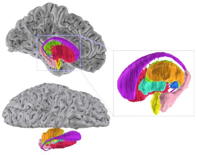 noyauxnuclei