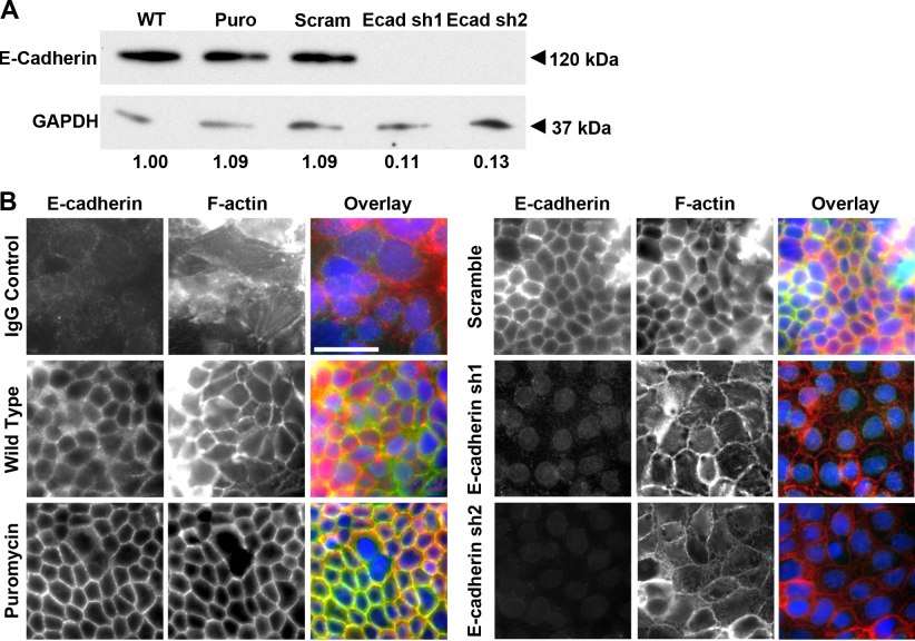 Supplemental_Figure 1