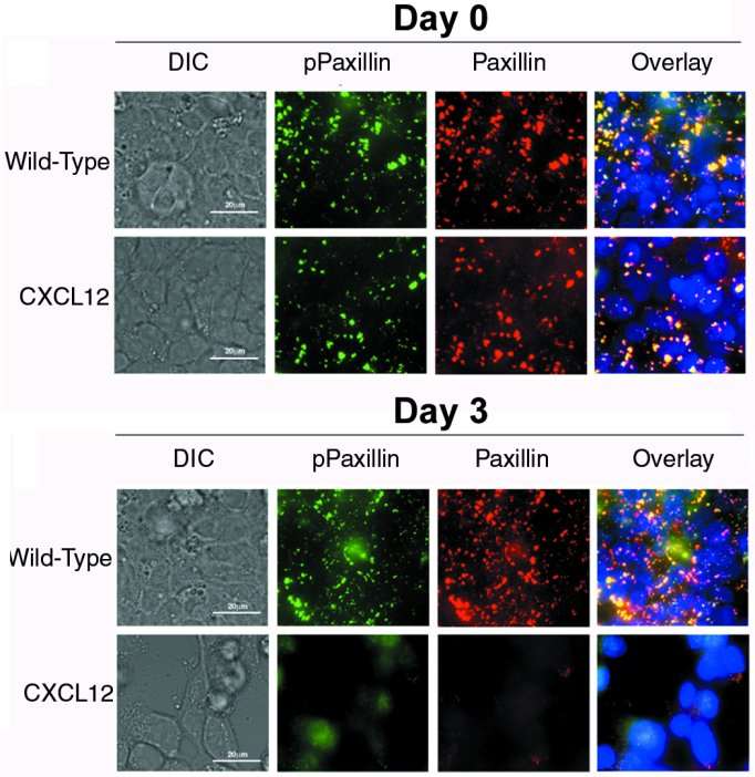 Pax_Staining_Figure 1