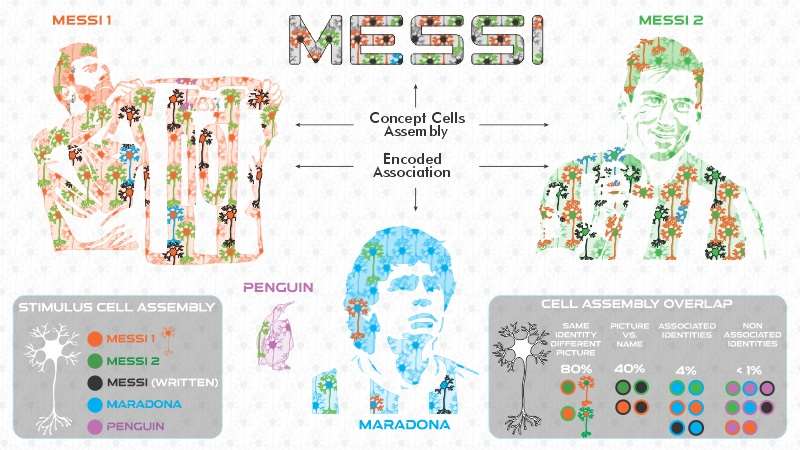 Illustration summarizing how concept cell assemblies and associations are encoded.