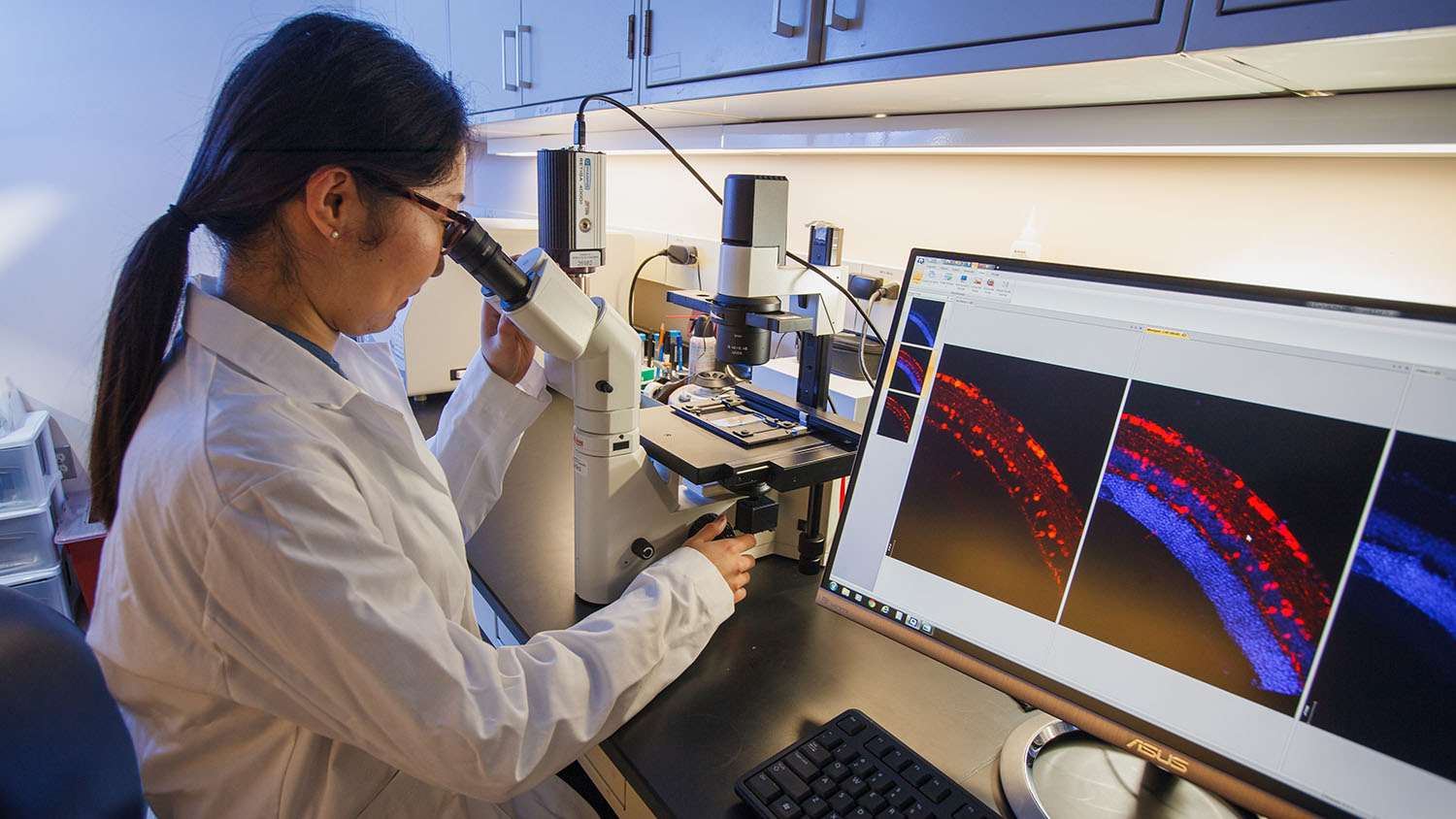 Careers Ocular Gene Therapy Laboratory Medical College of Wisconsin